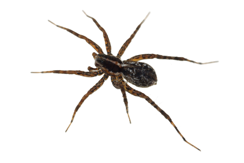 wolf spider png